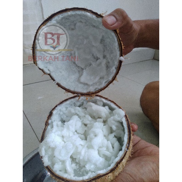 

Kelapa Kopyor Asli Pati Bergaransi