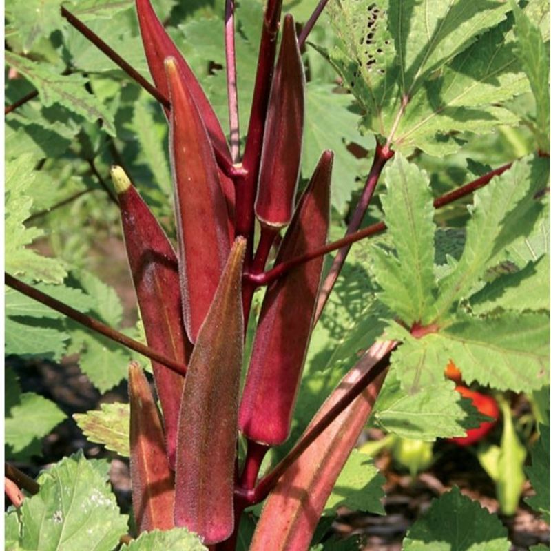 5 Benih Okra Merah Carmine Splendor F1 Hibrida Bibit Sayuran Known You Seed Tanaman