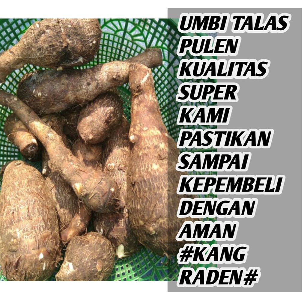 

UMBI TALAS SEGAR 1KG TERLARIS DAN TERMURAH
