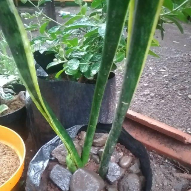 Tanaman Hias Lidah Mertua