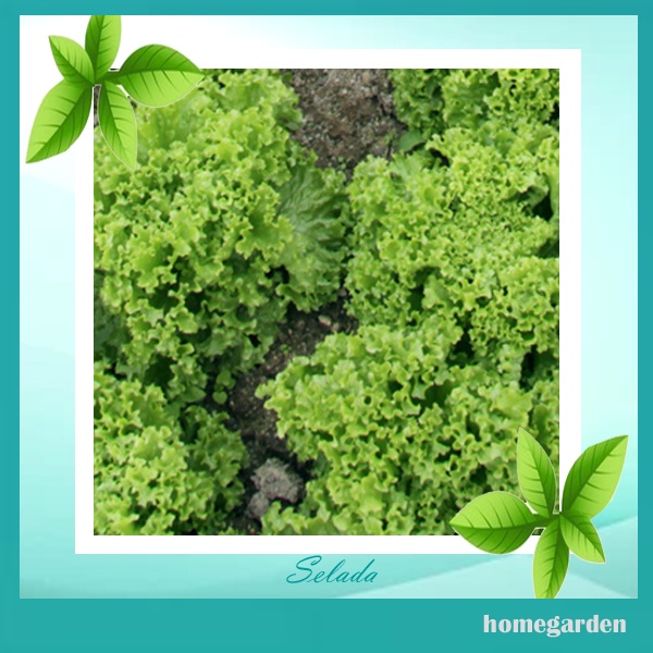 Bibit Selada Daun Benih Selada Keriting Bibit Tanaman Sayuran