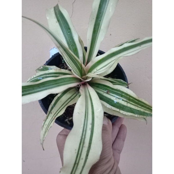 bromelia cryptanthus