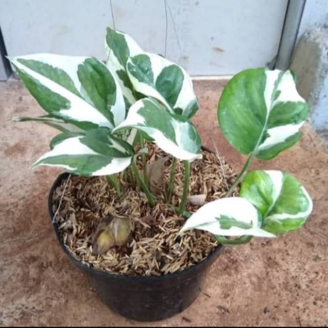 Tanaman Hias Sirih Gading Enjoy / Sri Gading Koin