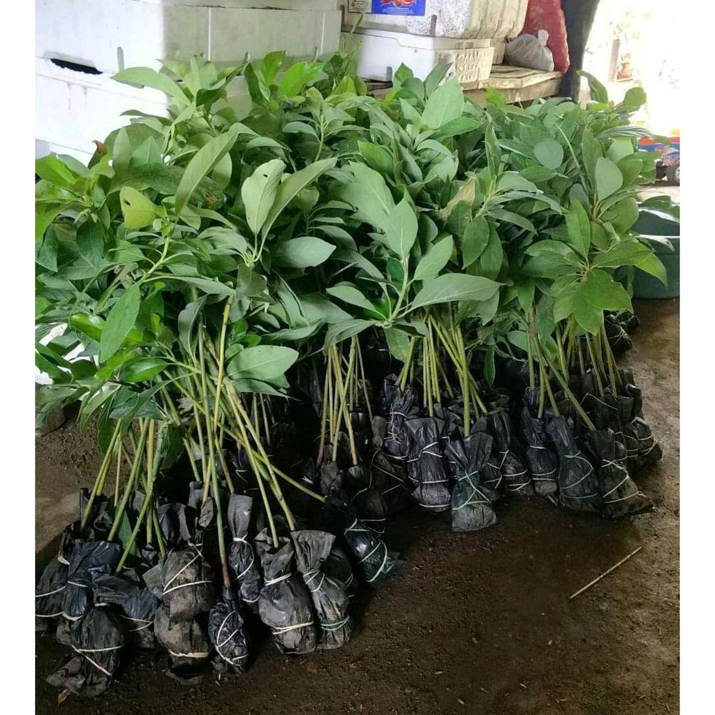 P0N Bibit Apokat Miki Non Ulat