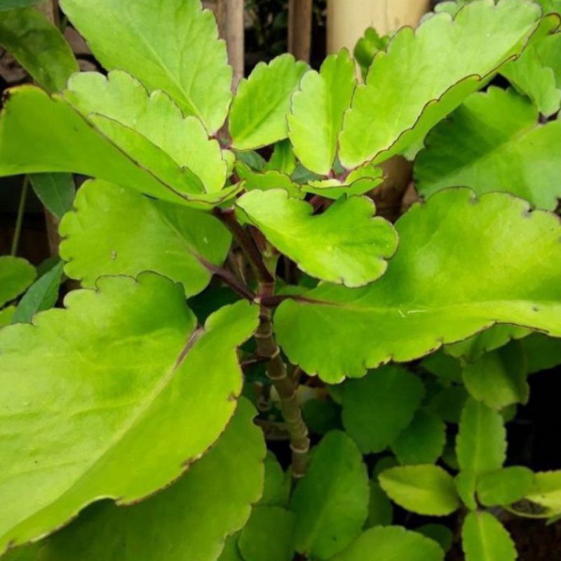 

Daun cocor bebek / Daun sosor bebek 100 gram frees murah