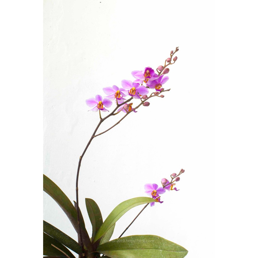 anggrek doritis pulcherima spesies phalaenopsis BERGARANSI