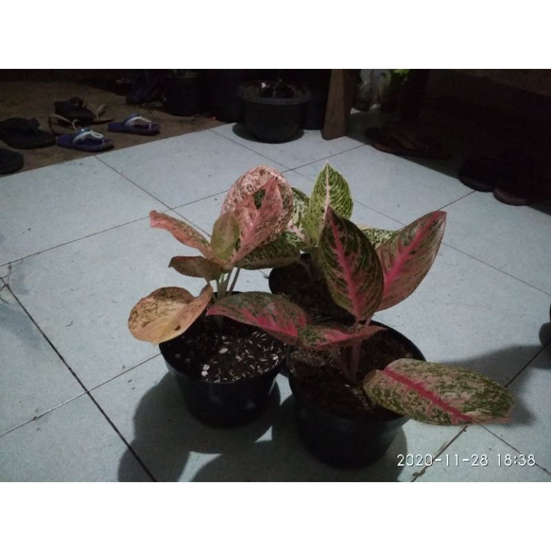 tanaman hias_paket aglo ,orange stardas ,widuri ,mutiara