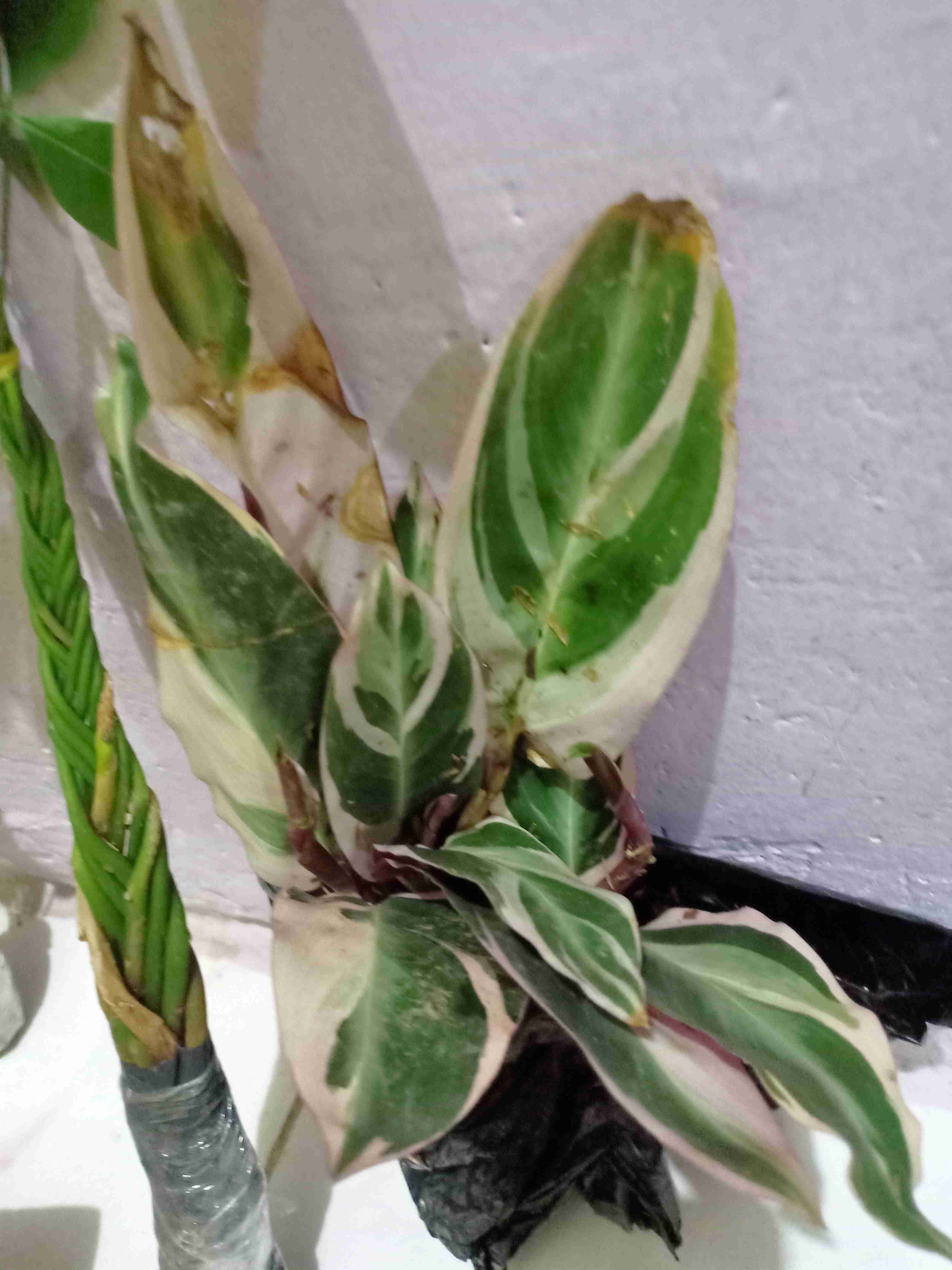 Tanaman Khas Bali Penghias Ruangan Meranti Bali/calathea Multicollor