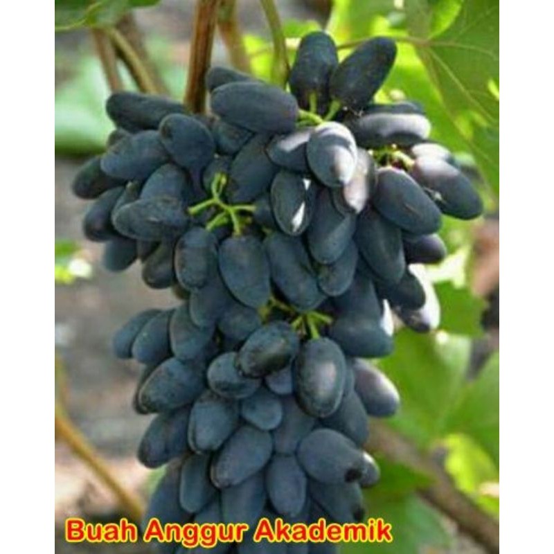 anggur akademik bibit anggur akademik genjah kualitas unggul