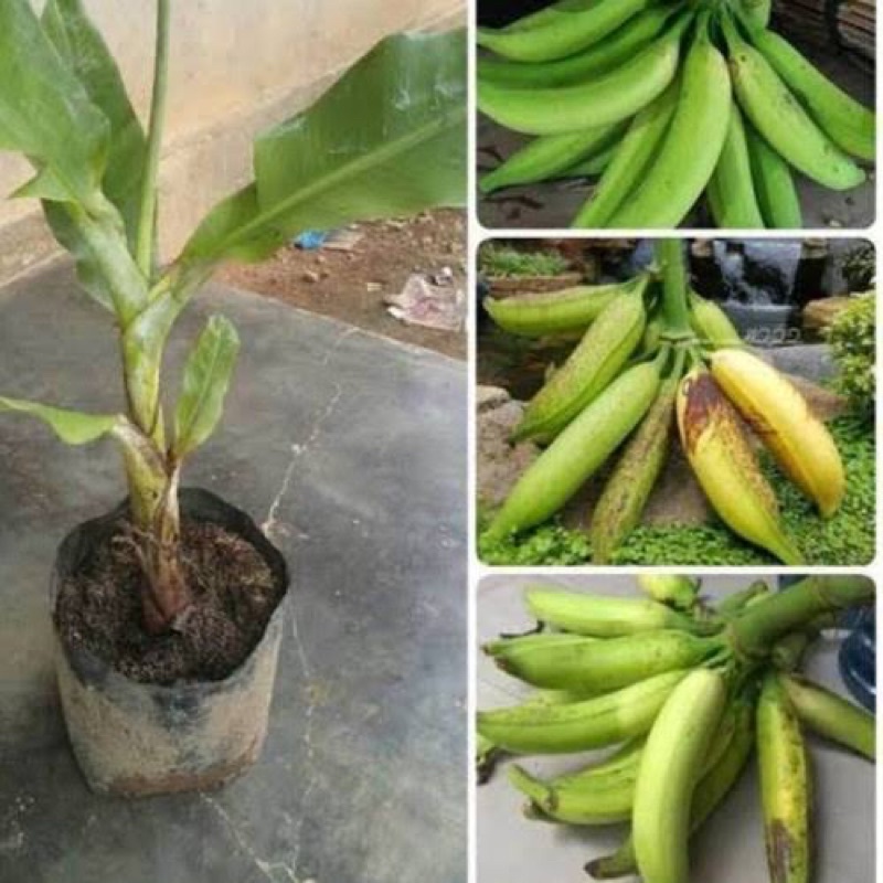 

Pohonpisang