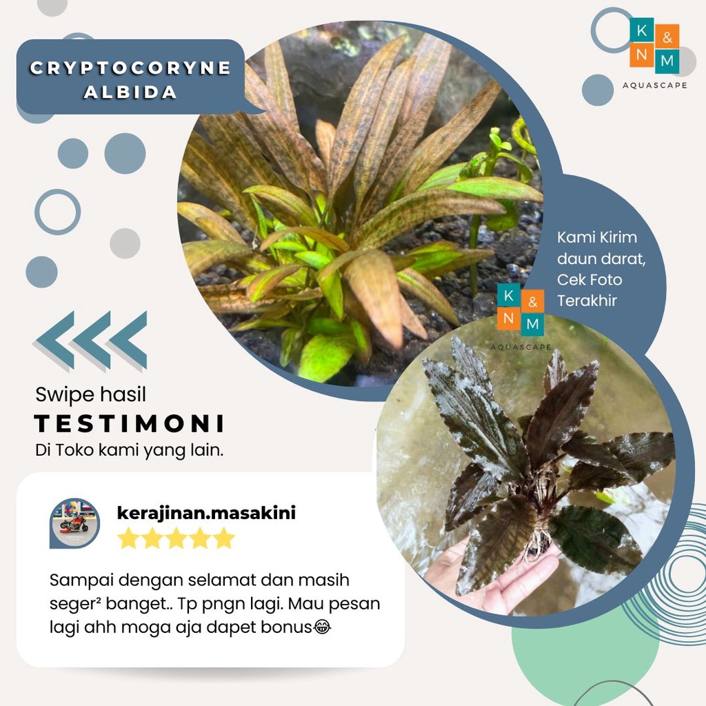 Cripto Cryptocoryne Albida  Tanaman Tumbuhan Aquascape Aquarium Akuarium Tanpa Low Co2 Chana Channa 