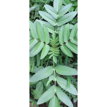 

JUAL COKOR BEBEK ATOU BUNTIRIS SEGAR per 500grm