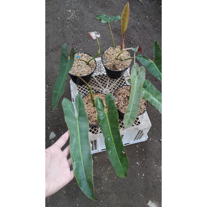 philodendron atabapoense