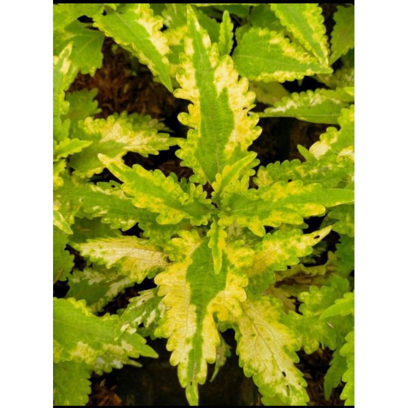 Tanaman Hias Miana  Motif Hijau  Putih/Pohon Hias Miana