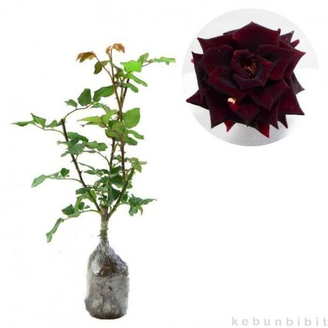 bibit bunga mawar hitam