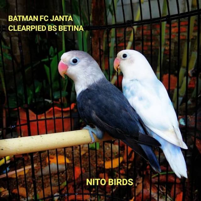 Burung Lovebird Indukan Produksi Batman Fc X Bs Clearpied Indukan