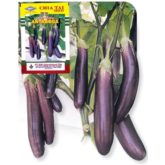 BENIH/BIBIT TERONG UNGU F1 HYBRIDA ANTABOGA CAP KAPAL TERBANG (CHIA TAI) 10 gram [ORIGINAL]