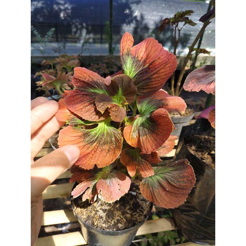 Miana mawar premium warna sudah cantik sempurna