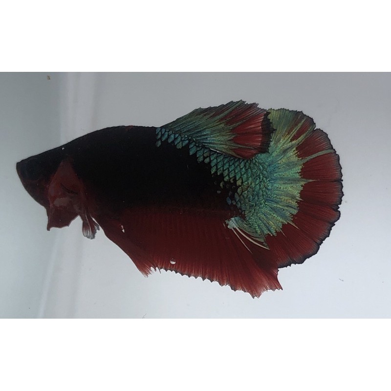 Hiasan aquarium betta fish cupang jenis Avatar vampire