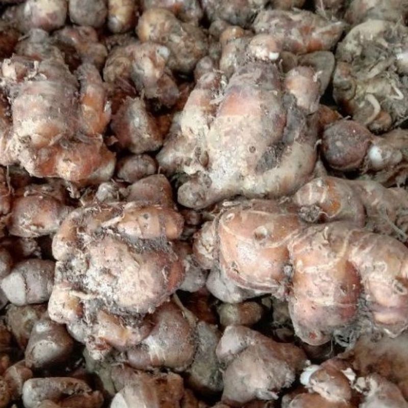 Redy kencur segar 500 gram