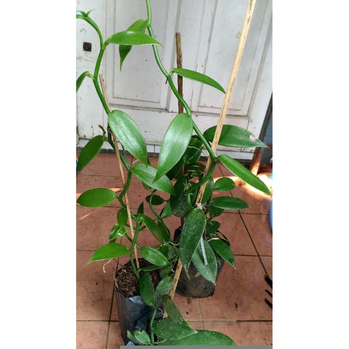 BIBIT TANAMAN VANILI PLANI