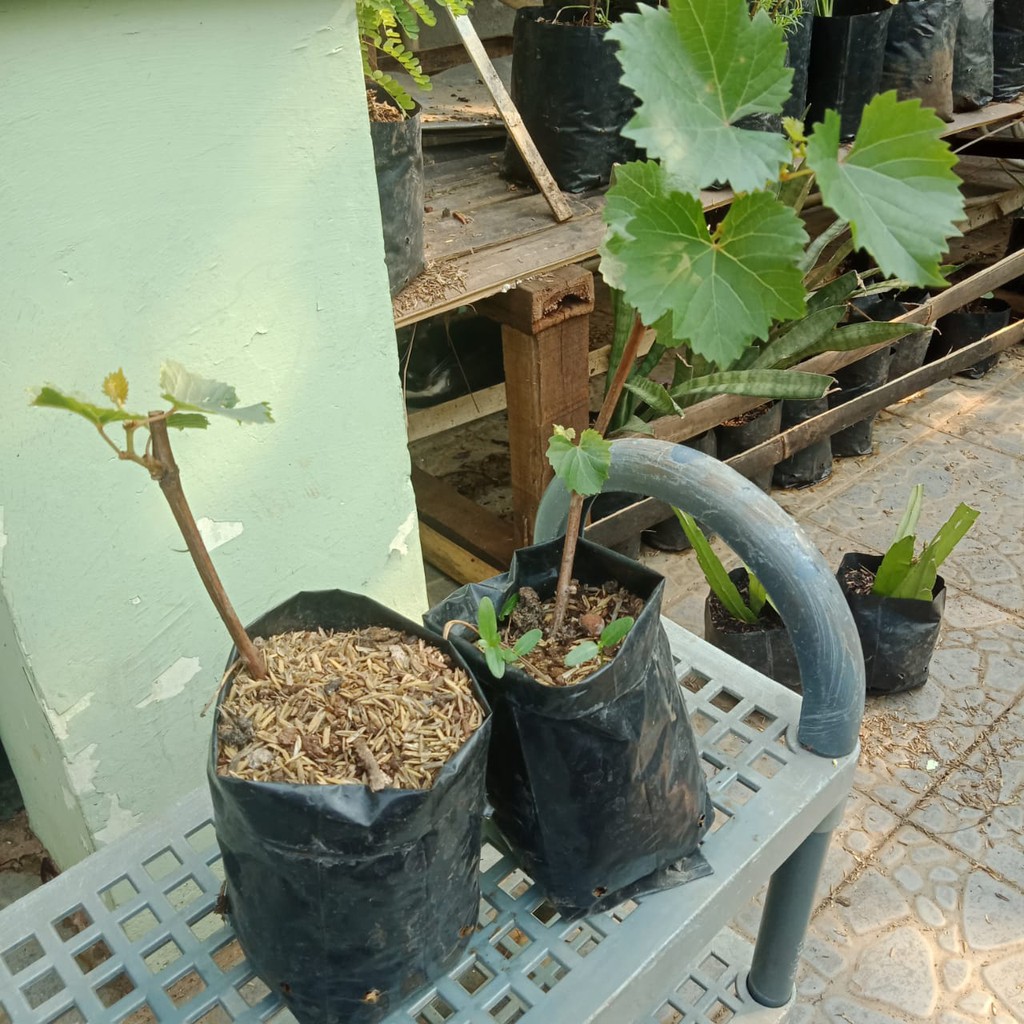 Pohon Anggur Red Master