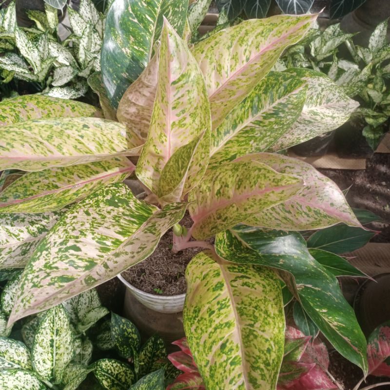 Bunga aglonema big roy rumpun 3