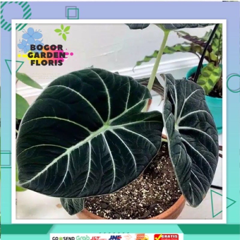 BONGGOL ALOCASIA BLACK VELVET