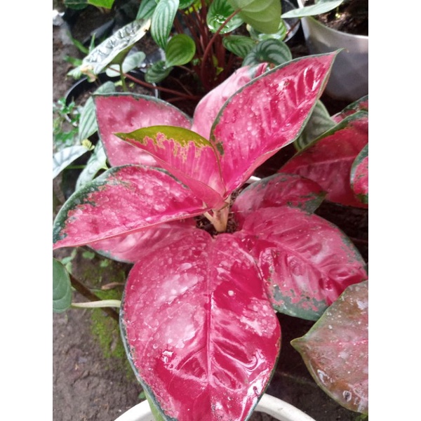 aglonema suksom Red Devil