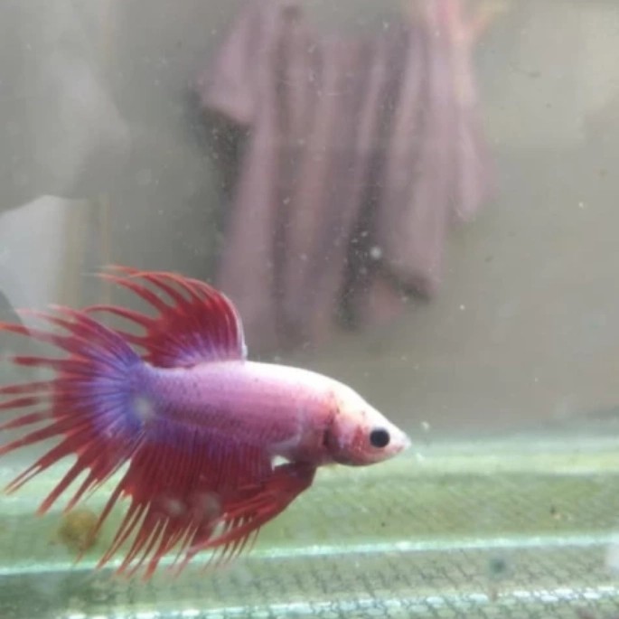 ikan cupang hiass CT fancy