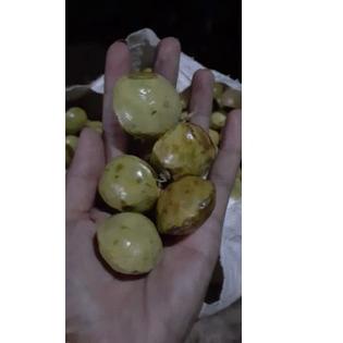 

㋿ jengkol muda / lalap / sayuran 250g NEW 2887 ♘