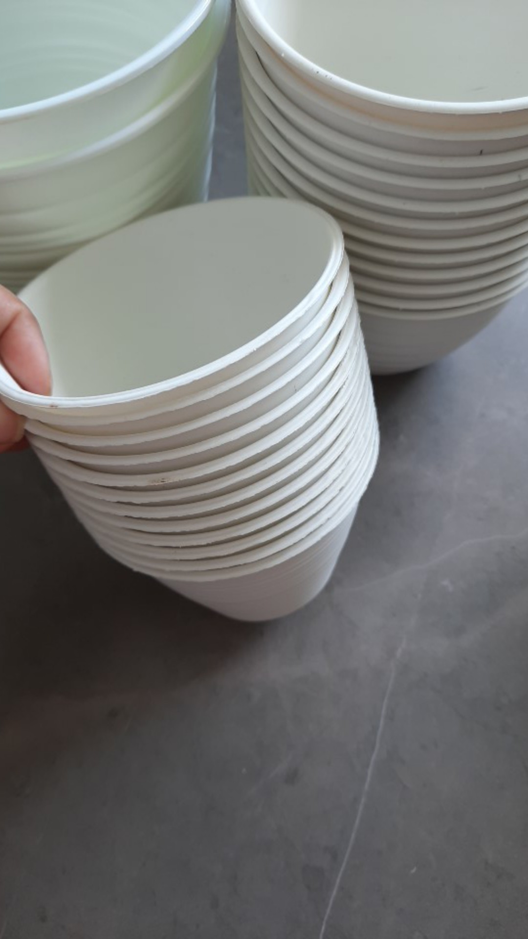 Pot Pirus Gucci Jet 101 Diameter 10 Cm