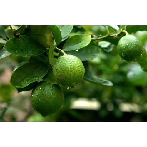 BIBIT JERUK NIPIS OKULASI TANAMAN JERUK NIPIS SEGAR