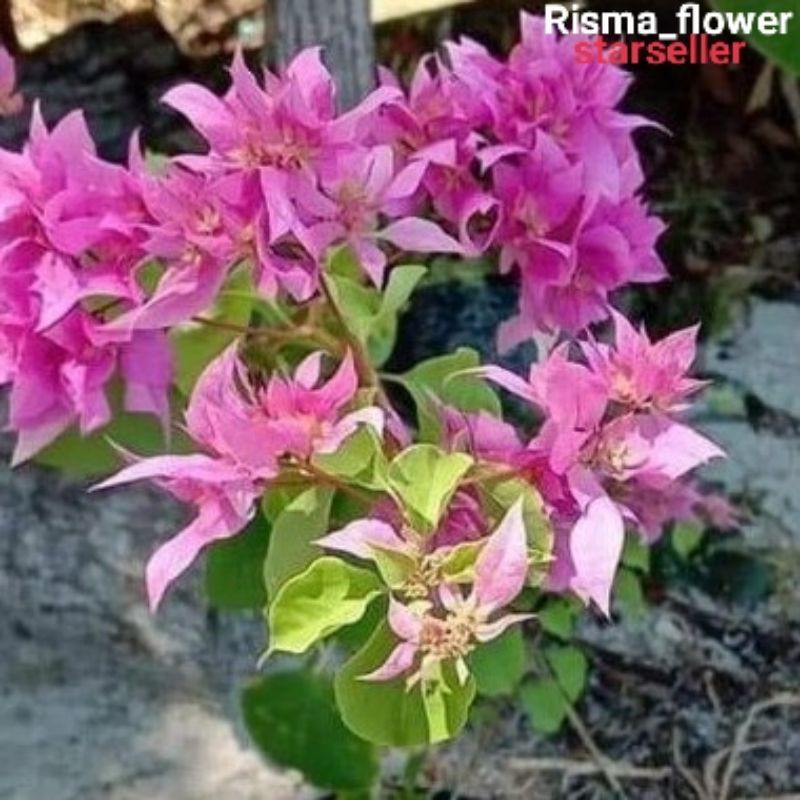 POHON BOUGENVILLE HAWAI BUNGA PINK / TANAMAN HIAS BOUGENVILLE