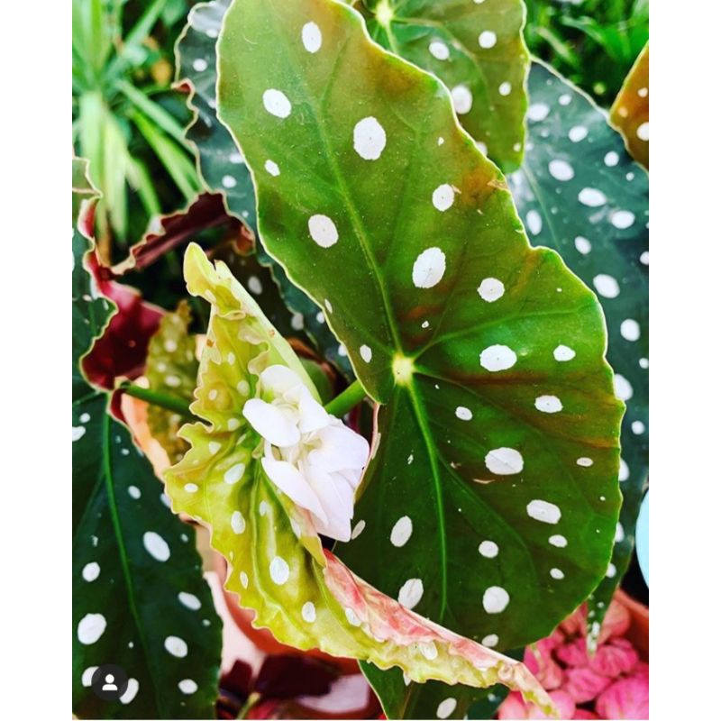 Tanaman hias begonia polkadot | begonia polkadot
