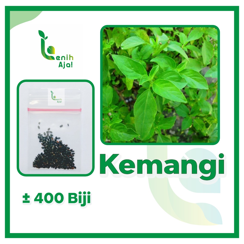 Benih Bibit Biji Super Daun Kemangi lalap Lokal, Lemon basil  Unggul Berkualitas Bibit Biji Tanaman 