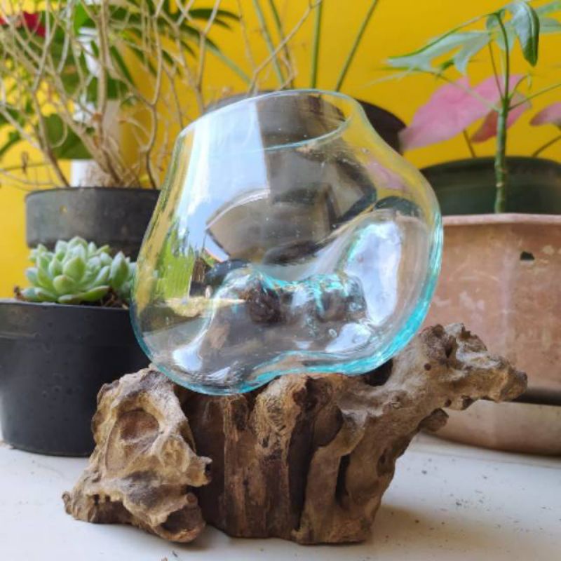 Glasswood akuarium unik/aquarium kayu aquarium cupang soliter terarium