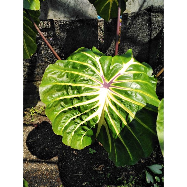 Colocasia white lava