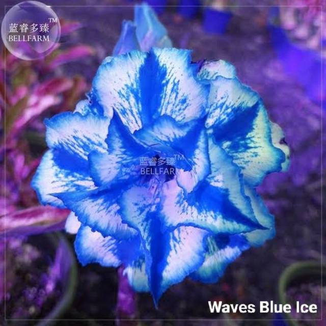 Bibit Bunga Kamboja Adenium Waves Blue Ice - Tanaman Hias