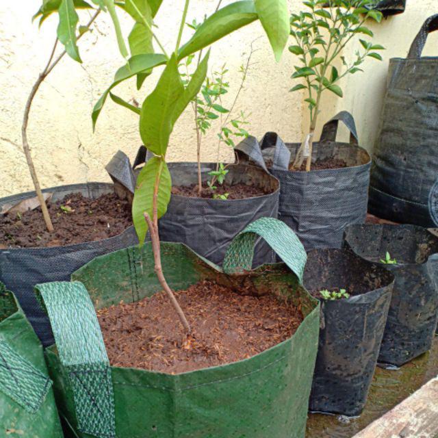 Bibit Jambu Air Cincalo