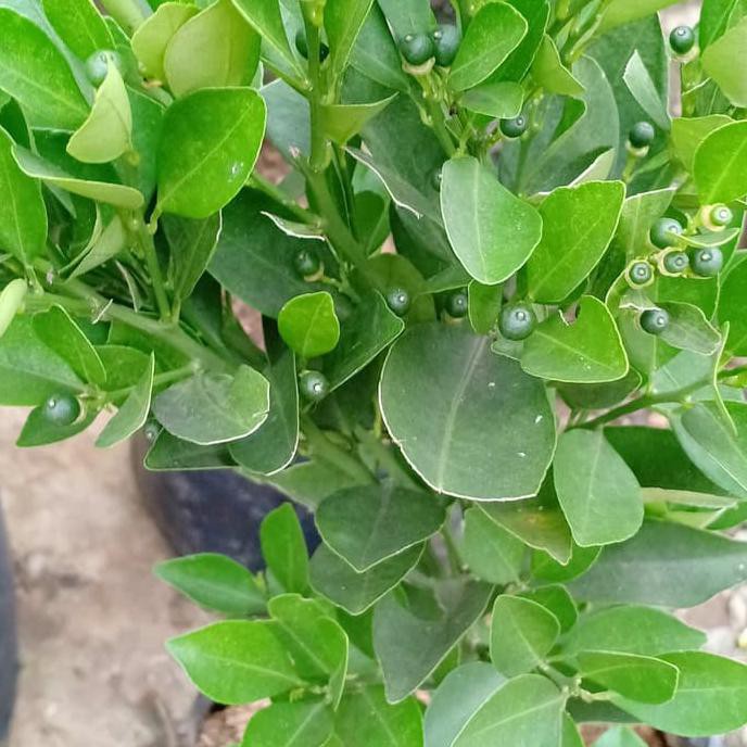 Uk1 Bibit Pohon Jeruk Kip/Peras/Lemon Cina Sdh Berbuah Banyak 50-60Cm Bibit Tanaman