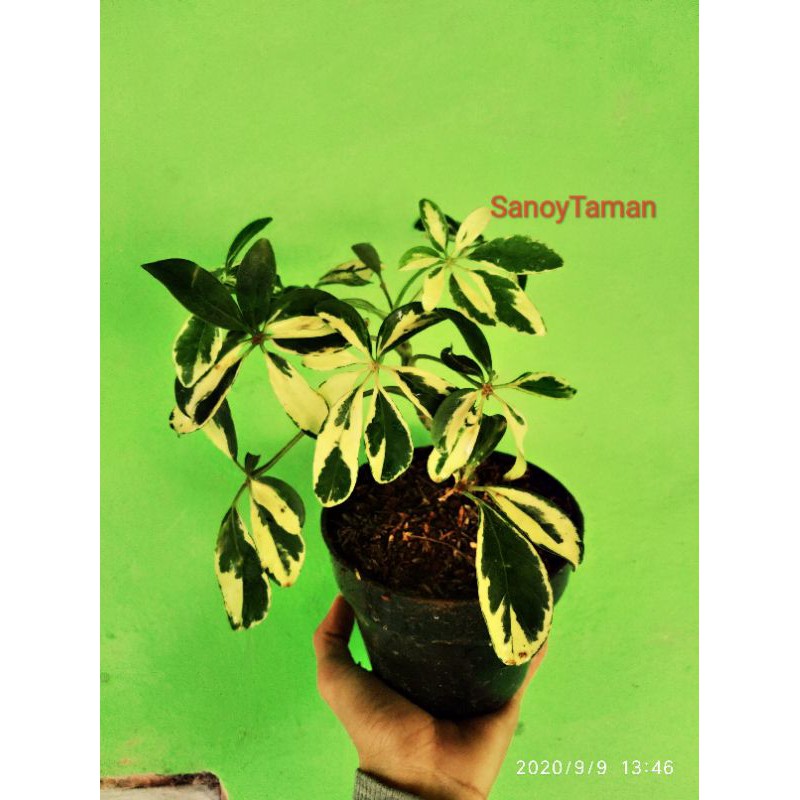 Tanaman Hias Wali songo Varigata-Wali songo Variegata tanaman hias