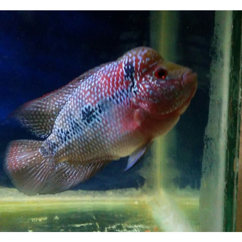 ikan hias louhan SRD