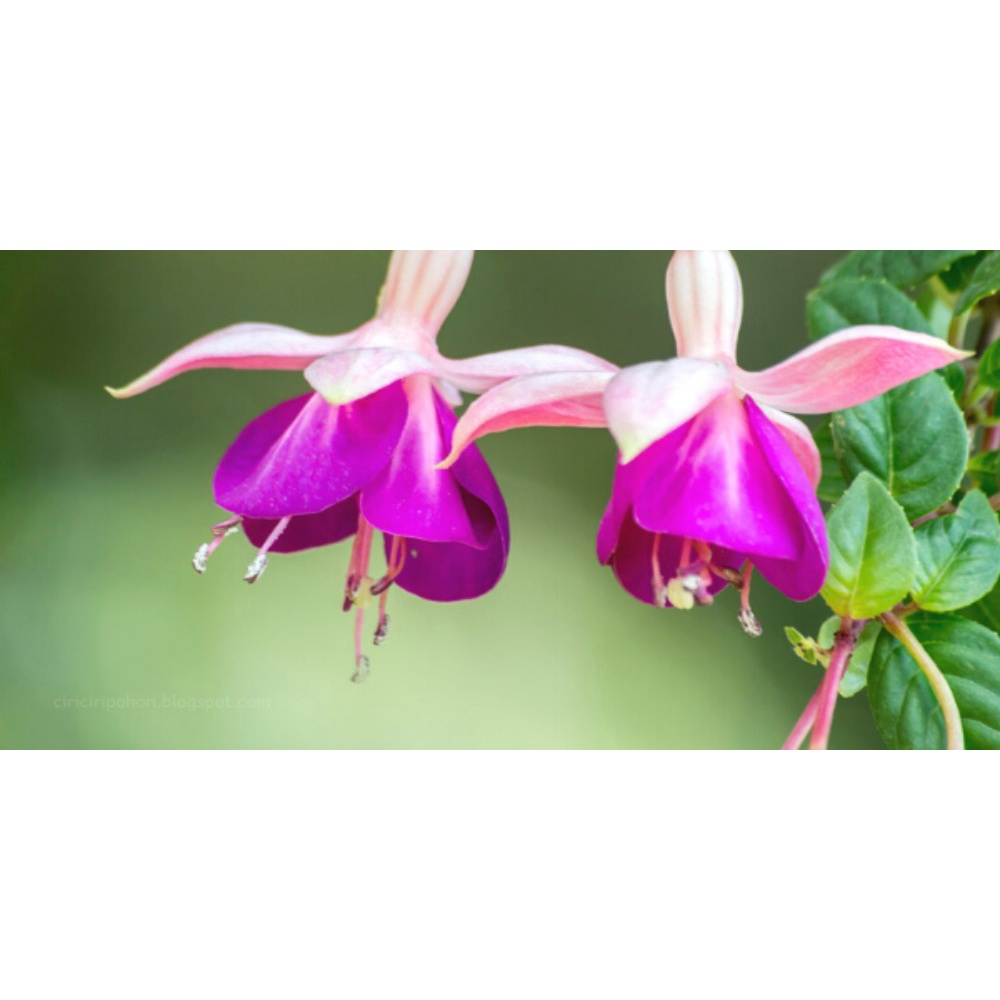 tanaman hias Anting India - berbunga - tanaman Hidup - Bisa Pilih Warna - BUNGA FUCHSIA