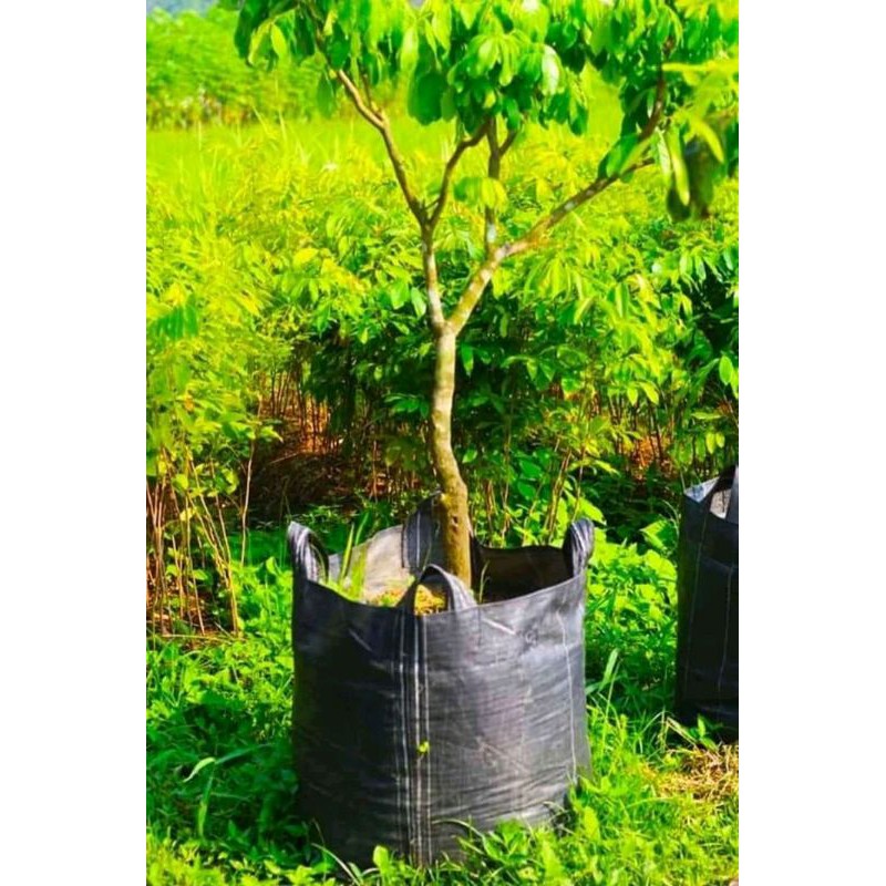 Planter bag 169liter pot tanaman pot buah