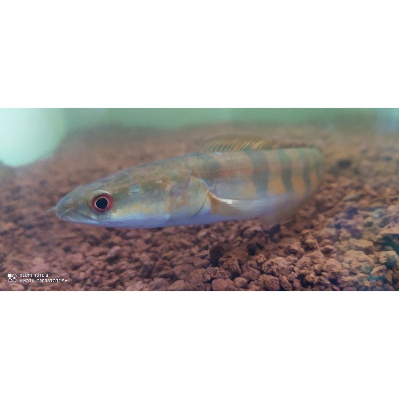 RED MARU BARITO 18-20cm