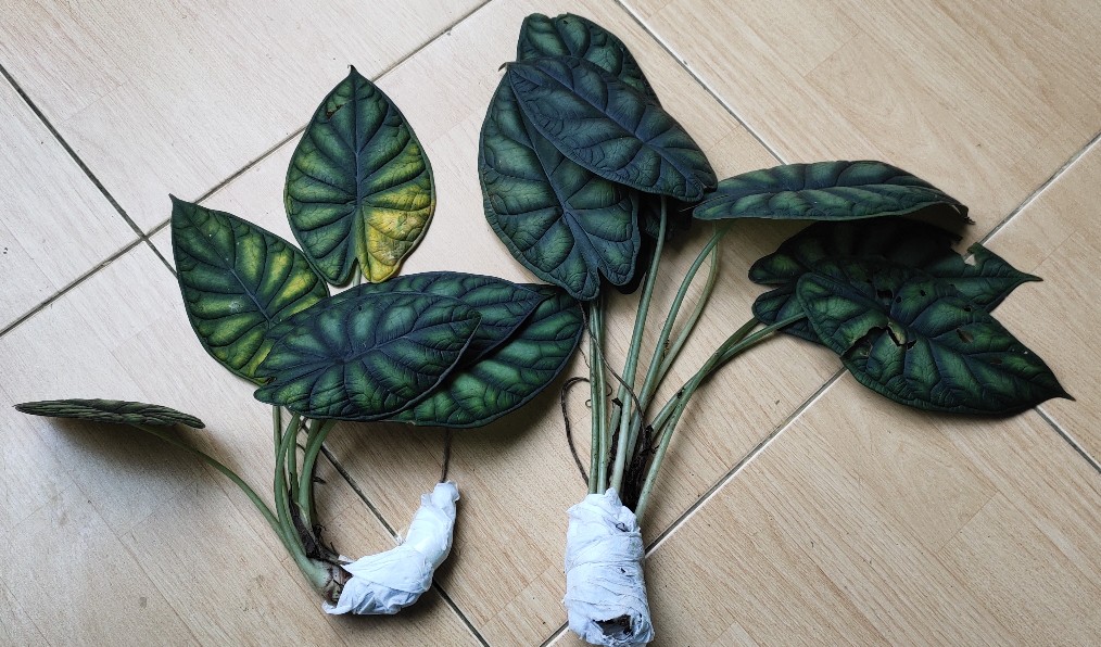 Alocasia Dragon Scale (keladi Tengkorak Hijau) Dewasa