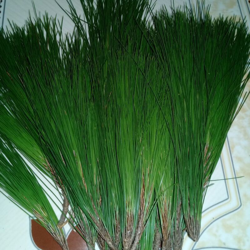 

daun pinus segar obat struk 1 kg