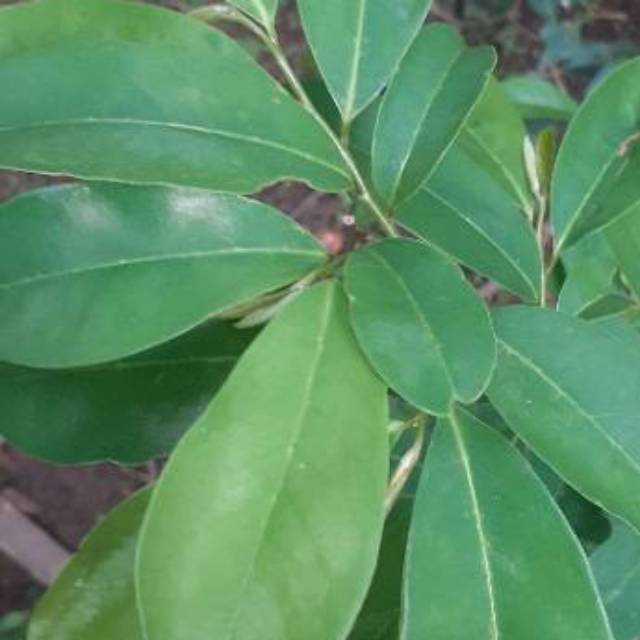 

Daun sirsak isi 100 gram