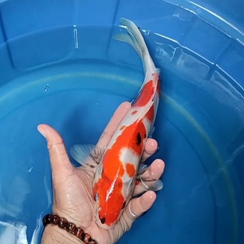 Ikan Koi F1 / Dari Indukan Import / Rumah Koi Jakarta / kode 0020